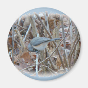 Imã Itens de Coordenada do Comboio do Titmouse Tufted