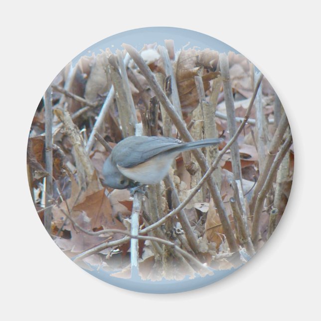Imã Itens de Coordenada do Ímpeto do Titmouse Tufado (Frente)