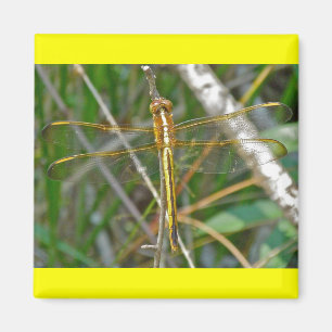 Imã Itens de Dragonfly Meadowhawk (Sympetrum) do ouro