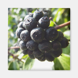 Imã Ivy Berries Magnet