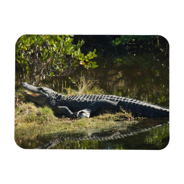 Ímã Jacaré-americano tomando sol na vida selvagem da F (Horizontal)