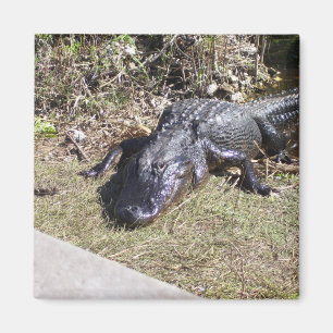 Imã Jacaré que pendura para fora nos marismas