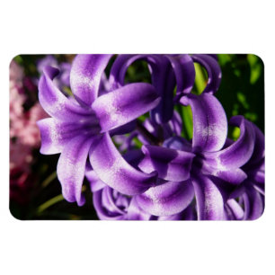 Ímã Jacinto azul eu salto floral
