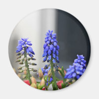 jacinto-de-uva