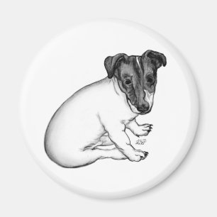 Imã Jack Russell filhote as 10 semanas velho
