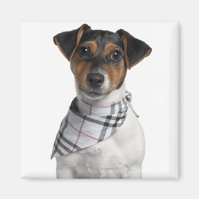 Imã Jack Russell Terrier cachorrinho (4 meses) (Frente)