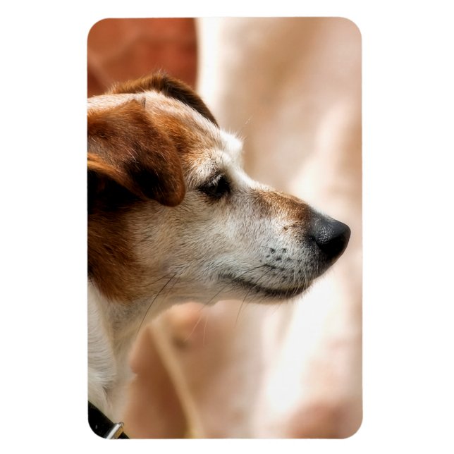 ÍMÃ JACK RUSSELL TERRIER DOG (Vertical)