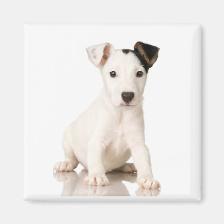 Imã Jack Russell Terrier Magnet