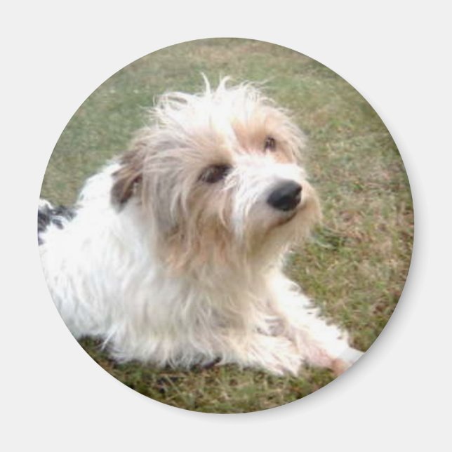 Imã Jack Russell Terrier Magnet (Frente)