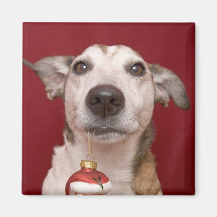 Imã Jack Russell Terrier que guardara enfeites de