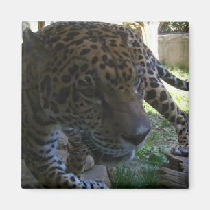 Imã Jaguar