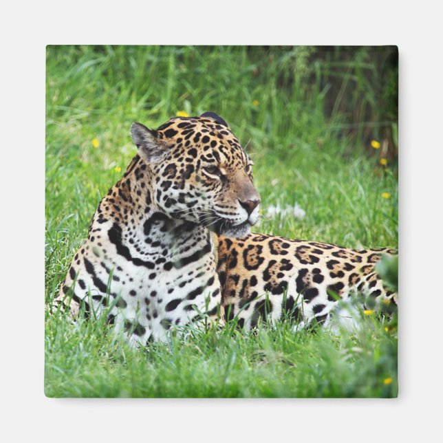 Imã Jaguar (Frente)