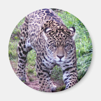 Imã Jaguar Africa Selgle Safari Destino da Paz Natural