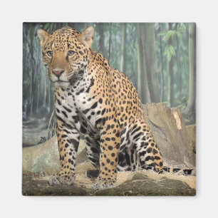 Imã Jaguar considerável