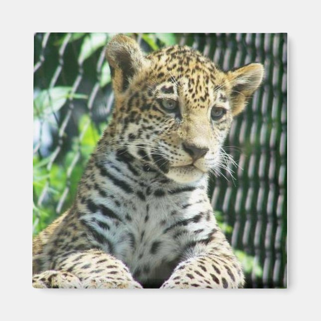 Imã Jaguar Cub (Frente)