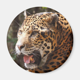 Imã Jaguar em maio II