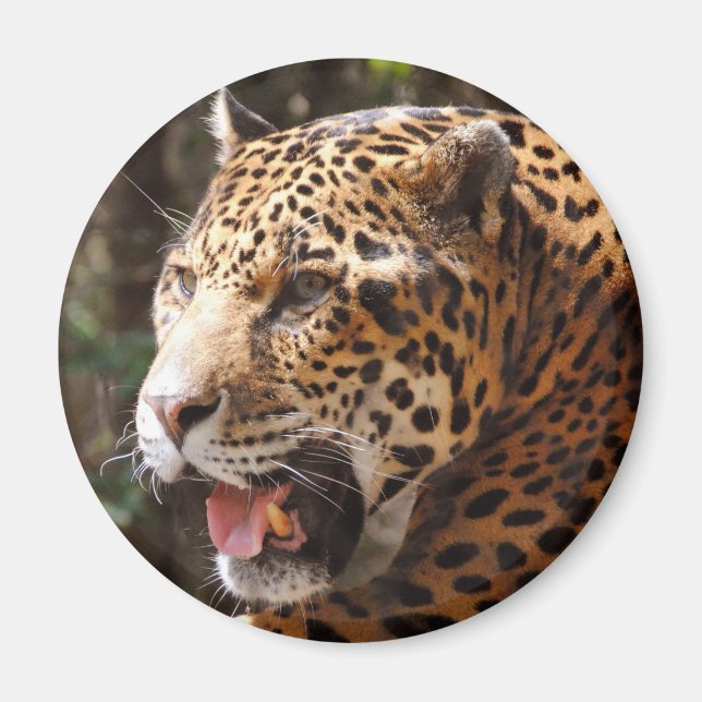 Imã Jaguar em maio II (Frente)