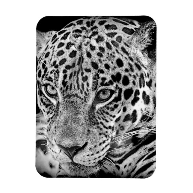 Ímã Jaguar exótico (Vertical)