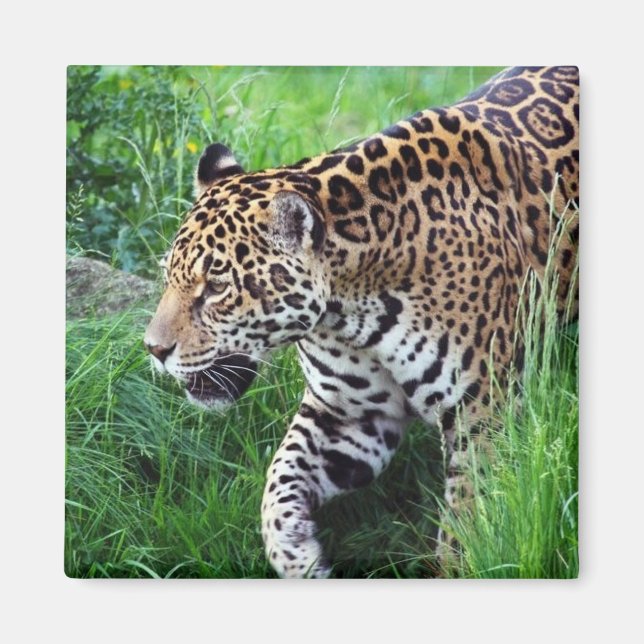 Imã Jaguar Habitat Square Magnet (Frente)