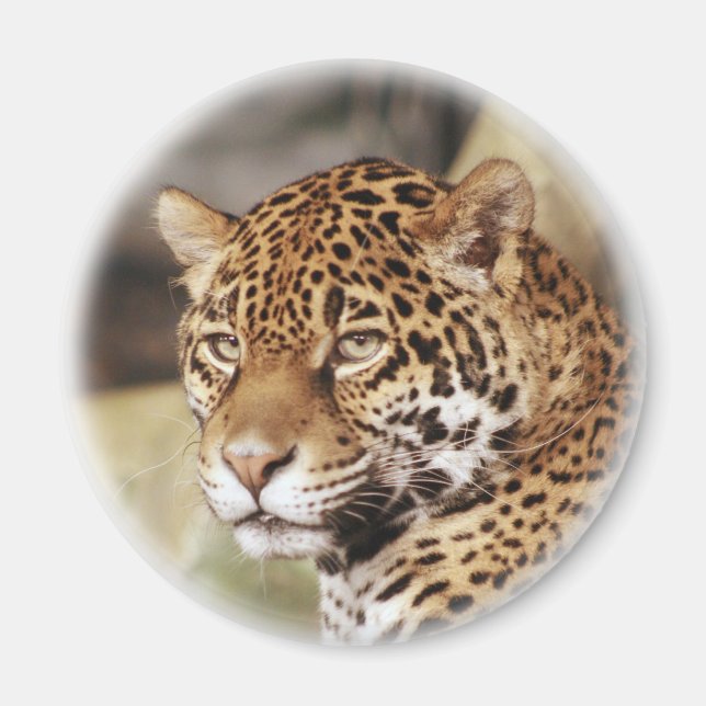 Imã Jaguar Magnet (Frente)