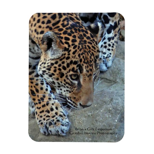 Ímã Jaguar Na Prowl (Vertical)