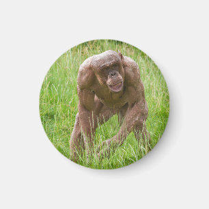 Imã Jambo O Chimp Única Sem Cabelo
