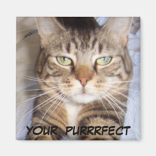 Imã Jane diz. .YOUR PURRFECT