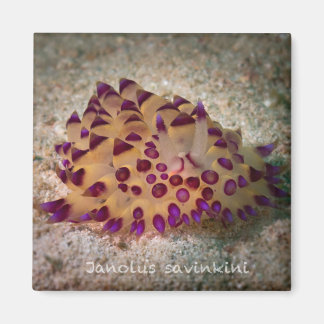 Imã Janolus savinkini Magnet Quadrado