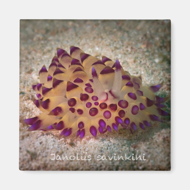 Imã Janolus savinkini Magnet Quadrado (Frente)