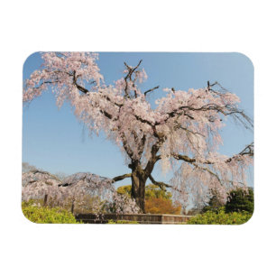 Ímã Japão, Kyoto. Árvore de cerejeira chorona sob céu