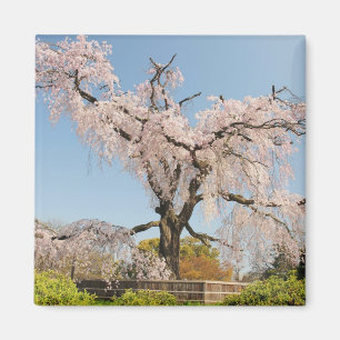 Imã Japão, Quioto. Cerejeira chorona sob céu azul