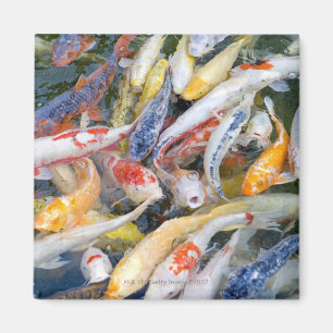 Imã Japão, Tokyo, peixe da natação do fim-acima