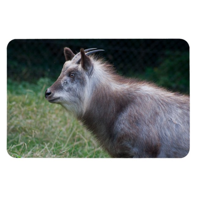 Ímã Japonês Serow (Horizontal)