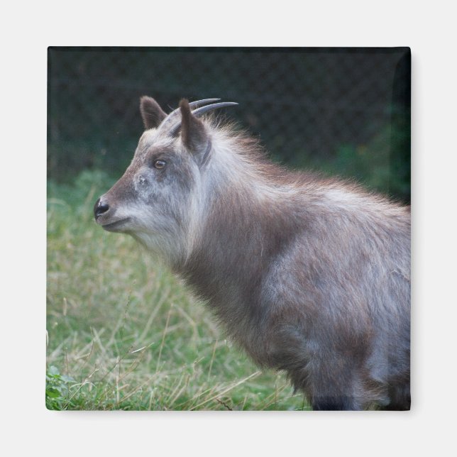 Imã Japonês Serow (Frente)