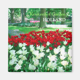 Imã Jardim branco vermelho das tulipas