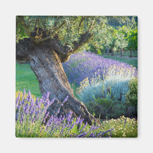 Imã Jardim cênico com flores, França
