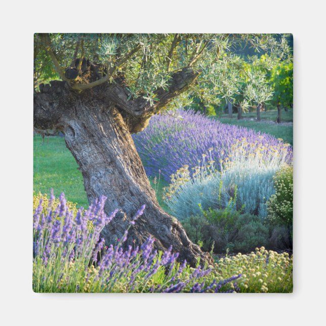 Imã Jardim cênico com flores, França (Frente)