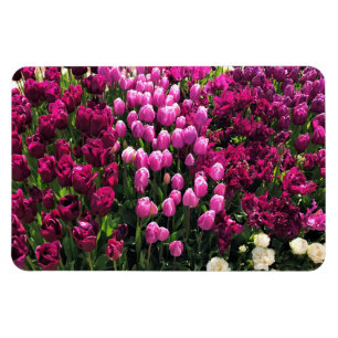 Ímã Jardim das Tulipas Roxas