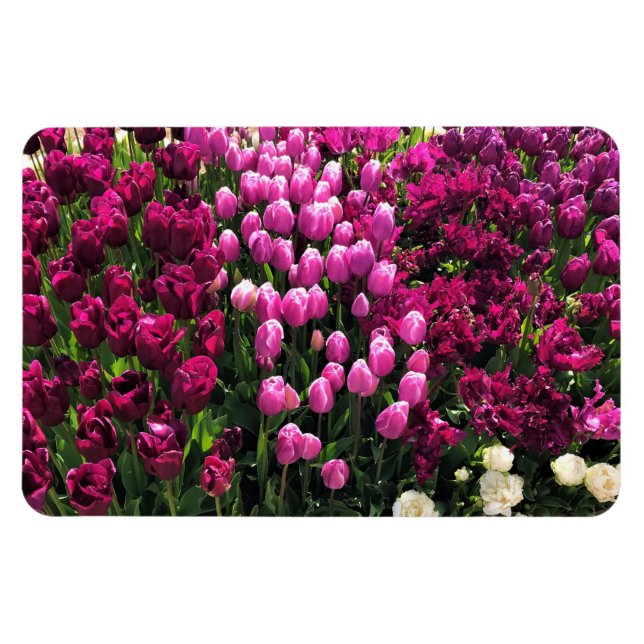 Ímã Jardim das Tulipas Roxas (Horizontal)