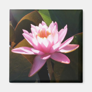 Imã Jardim de Água Floral Rosa Solar