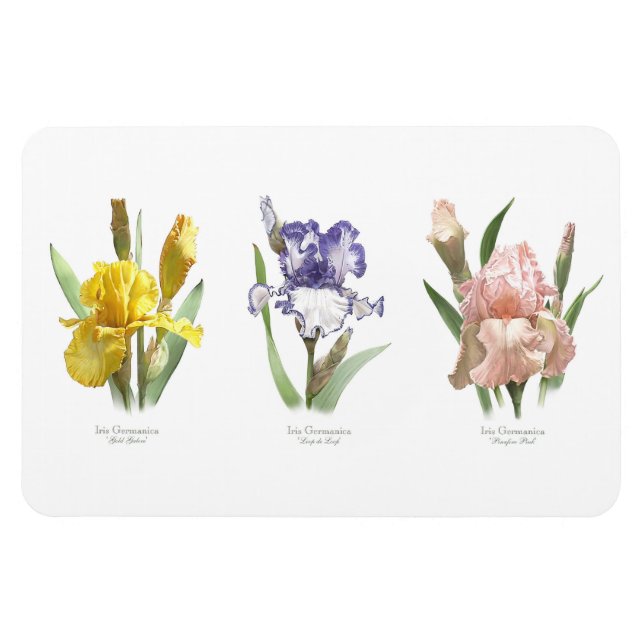 Ímã Jardim de Flores de Íris (Horizontal)
