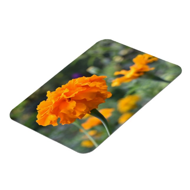 Ímã Jardim de Fotografia da Flor Laranja Marigold (Left Side)