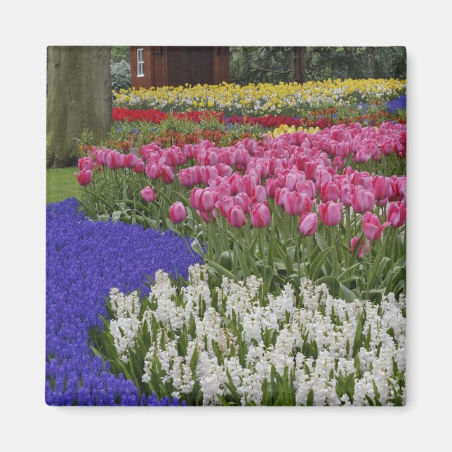 Imã Jardim de jacintos de uva, jacintos e tulipas, (Frente)