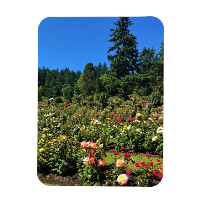Ímã Jardim de Rosas de Portland, OR (Vertical)