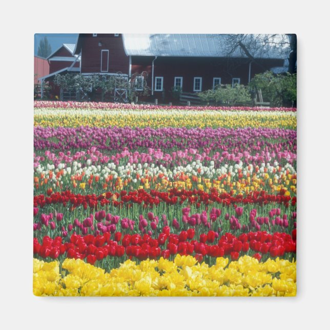 Imã jardim de tulipas, condado de Skagit, (Frente)