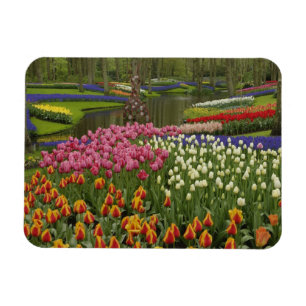 Ímã Jardim de tulipas e jacintos, Jardins Keukenhof,