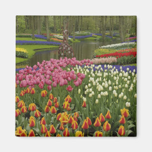 Imã Jardim de tulipas e jacintos, Jardins Keukenhof,