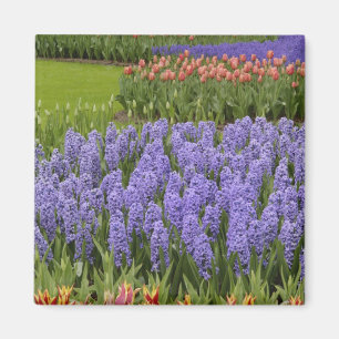 Imã Jardim de Tulipas e Jacintos, Jardins Keukenhof,