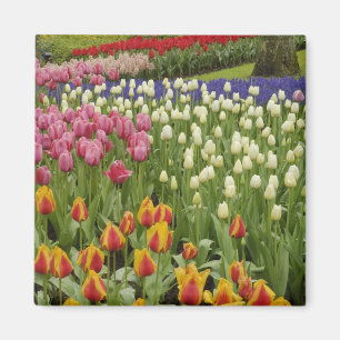 Imã Jardim de tulipas e jacintos, Jardins Keukenhof,