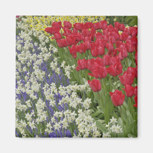 Imã Jardim de tulipas e narcisos, Jardins Keukenhof,